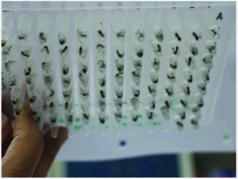 A plate of Wolbachia-infected mosquito, which were released in an
Indonesian city.
Photo Source: World Mosquito Program