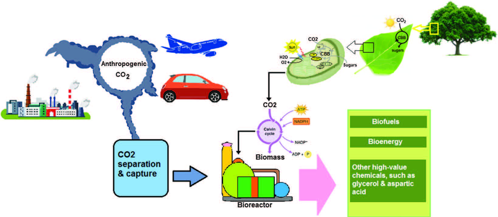 A schematic for turning CO2 into biofuels, bioenergy, and other value-added bio-based chemicals. Photo Source: Nisar et. al., Microbiol. Res. 2021, 251, 126813