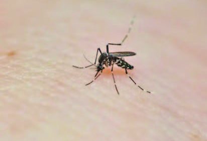 Aedes mosquito