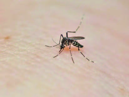 Aedes mosquito