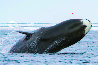 Bowhead whale, Balaena mysticetus, breaching among ice floe edge, Baffin Island, Nunavut, Canada, Arctic Ocean.
Photo Source: Blue Planet Archive / Doc White