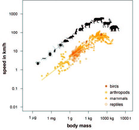 A correlation resembling a parabola exists between the body mass of animals and their maximum achievable speed. For the first time, researchers have succeeded in explaining this relationship using a basic mathematical model.
Photo Source: Myriam Hirt
