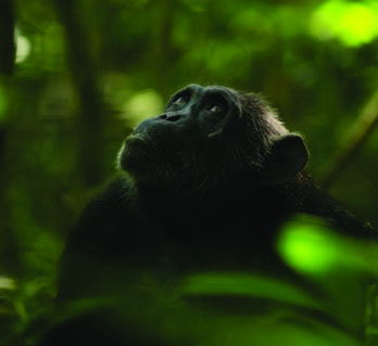 Leonora, a 46-year-old female in the Ngogo community of chimpanzees in Kibale National Park in Uganda. She last gave birth at age 34. Photo Source: Kevin Langergraber/Arizona State University