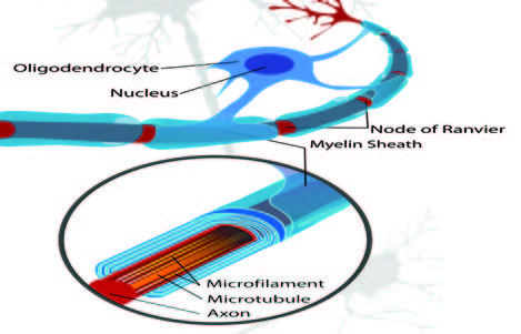 Oligodendrocytes; a cell in the central nervous system responsible for producing myelin.