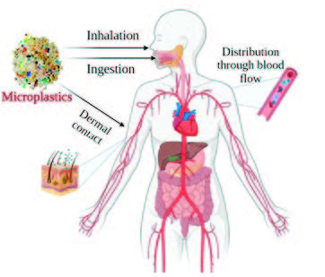Pathways of micro-plastic exposure in humans.