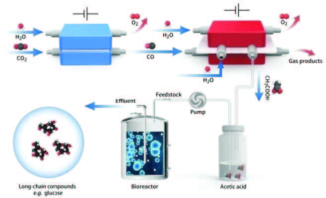Schematic diagram of in vitro carbon dioxide synthesis of high energy long chain food molecules. Photo Source: Shenzhen Institute of Advanced Technology/Xia et al., Nat Catal 2022, 5, 388–396